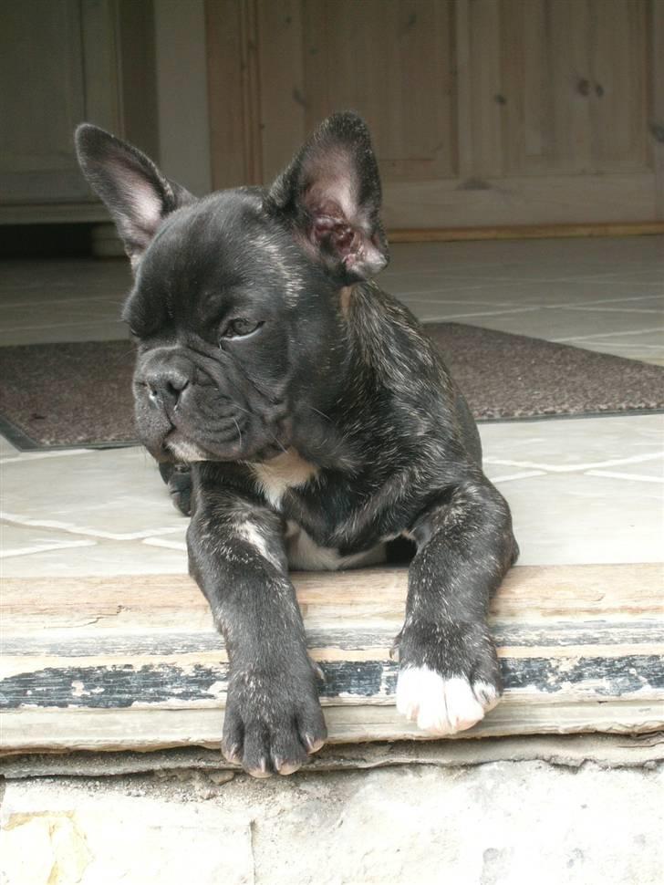 Fransk bulldog Anton :) - Smukke Anton :) Foto : Stina billede 1