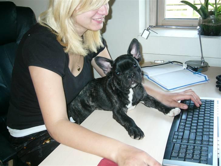 Fransk bulldog Anton :) - Anton spiller computer med min datter. Fra da han var hvalp.  billede 2