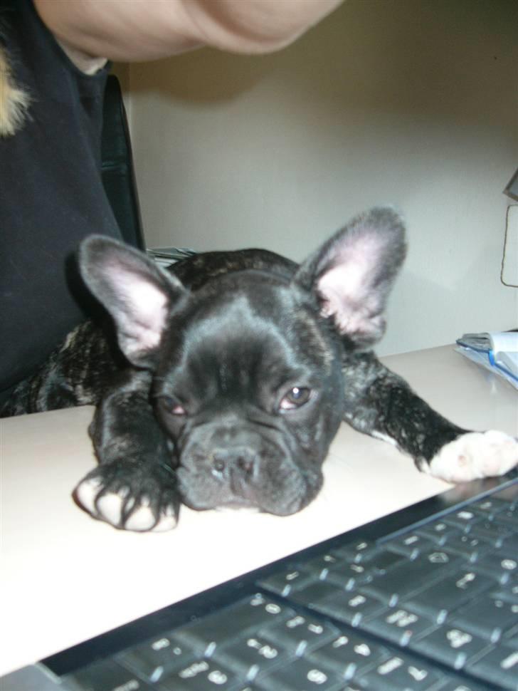 Fransk bulldog Anton :) - Måske lidt træt, efter timer bag computeren :D billede 3