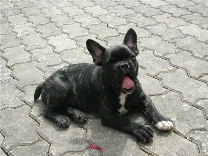 Fransk bulldog Anton :) - Puha man bliver træt når man leger så vildt :) billede 4