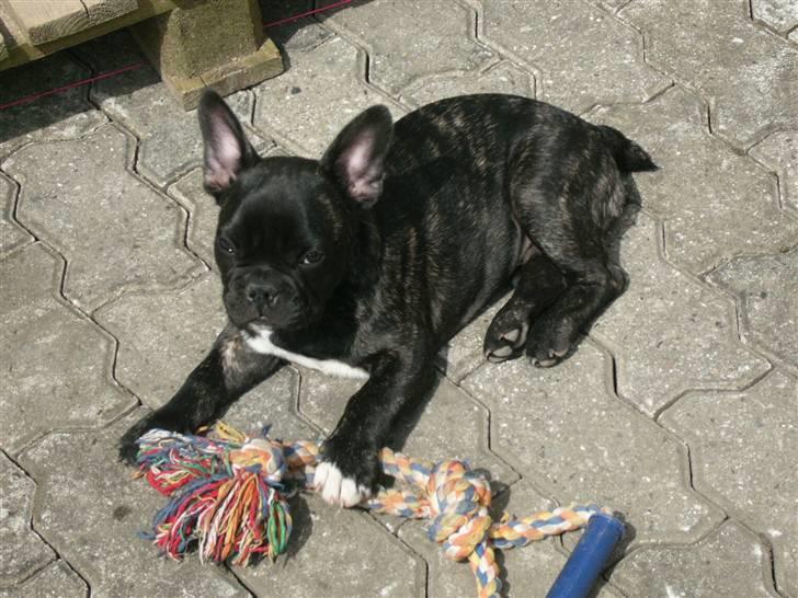 Fransk bulldog Anton :) - Anton.  billede 5