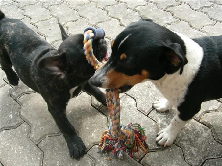 Fransk bulldog Anton :) - Leger med Viggo billede 6