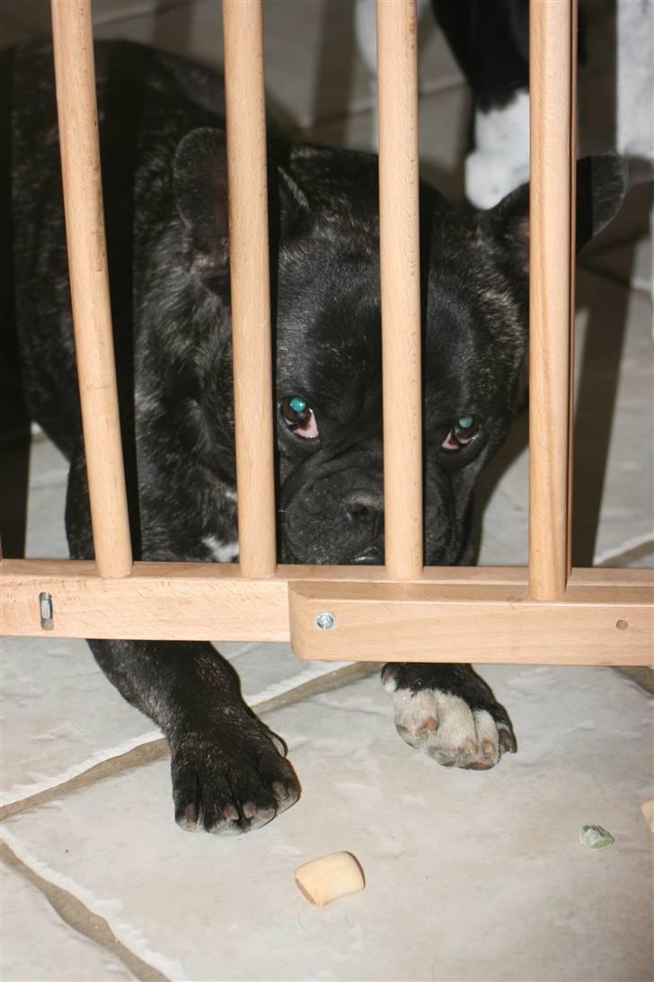 Fransk bulldog Anton :) - Guffen er på den anden side :S billede 8