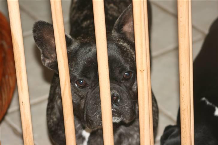 Fransk bulldog Anton :) - Skal jeg ikk ind mor `? billede 9