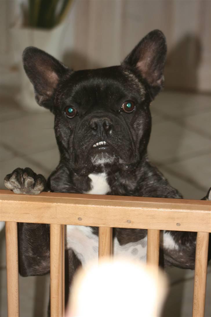 Fransk bulldog Anton :) - :)  billede 10