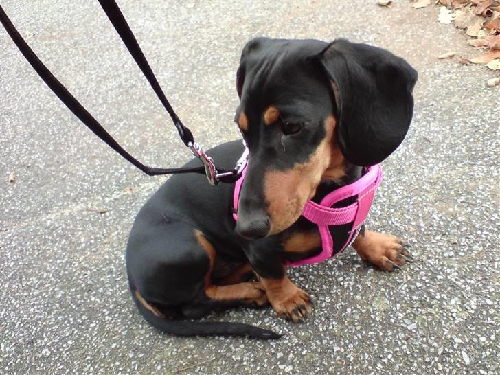 Gravhund Lulu - Hej med jer, jeg er Lulu :) billede 1