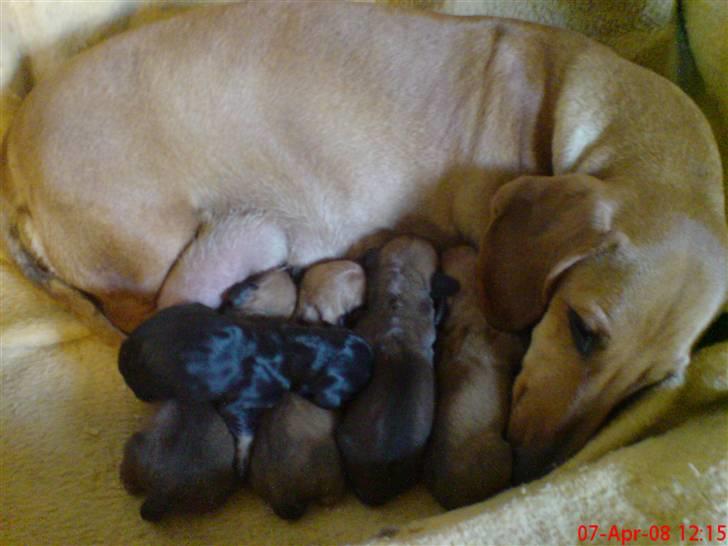 Gravhund Lulu - Her er vi lige blevet fød, og jeg er stadig våd bag ørene:) billede 2