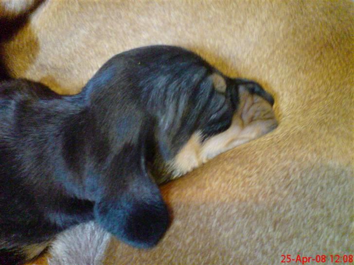 Gravhund Lulu - Her er jeg 2 uger gammel.. billede 3