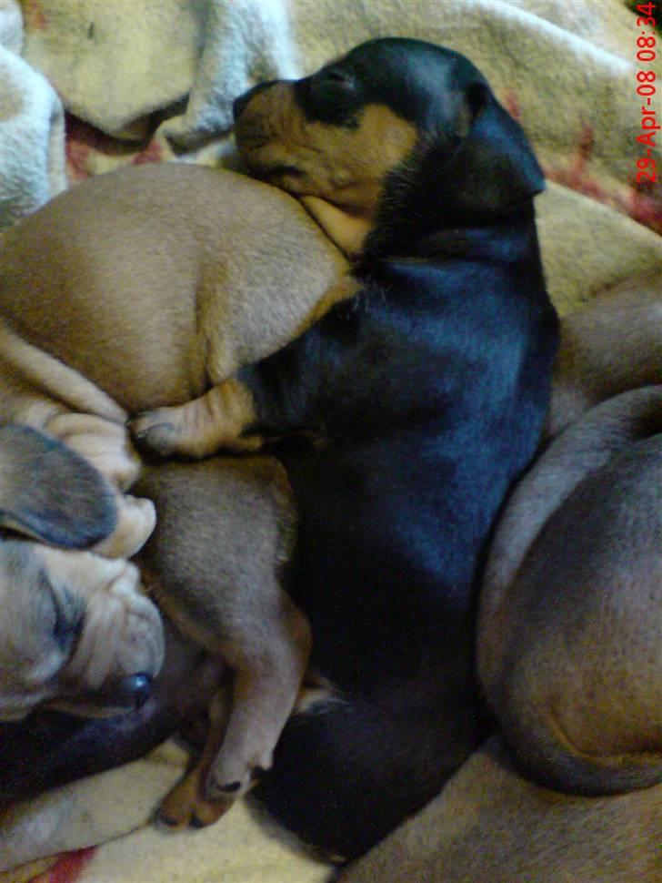 Gravhund Lulu - Her jeg næsten 3 uger gammel.. billede 4