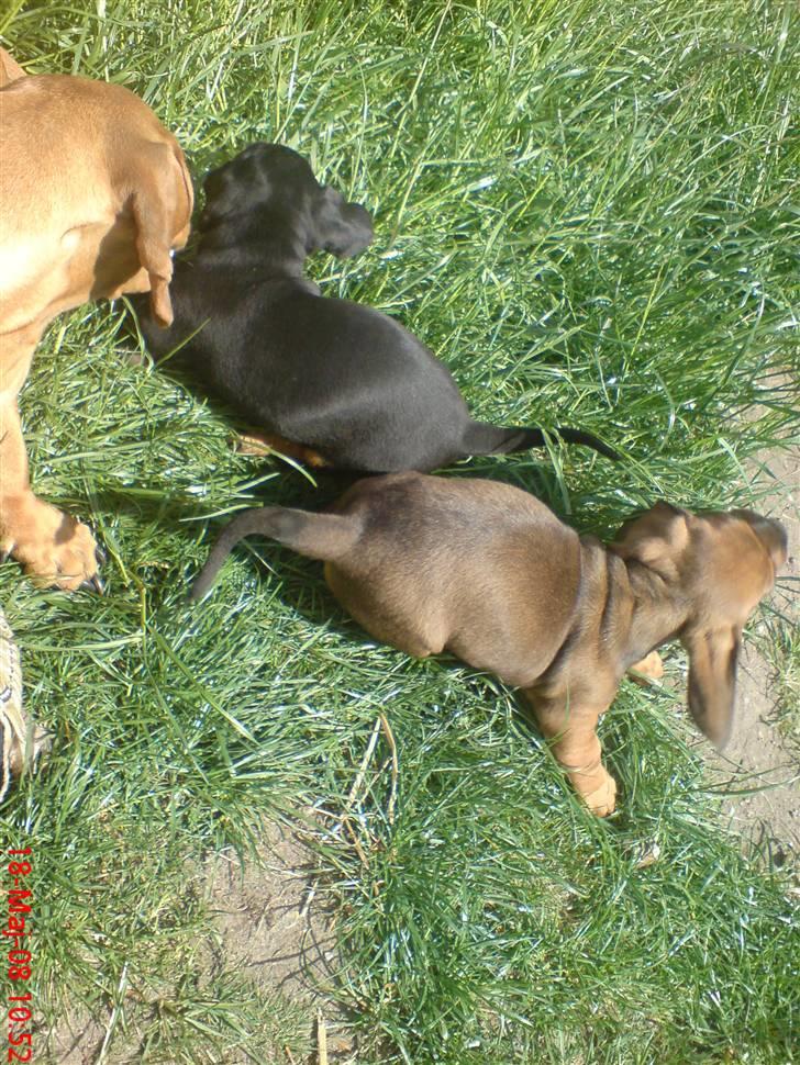 Gravhund Lulu - Her leger jeg i haven med mine søskende.. billede 5