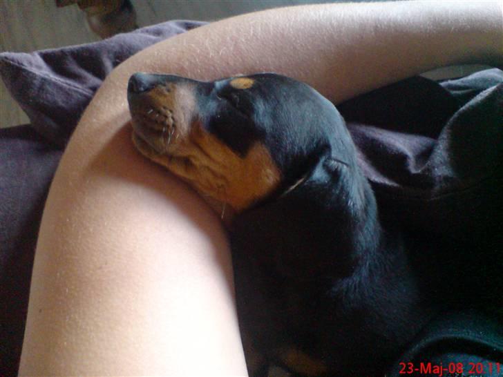 Gravhund Lulu - Jeg elsker at ligge i arm! billede 6