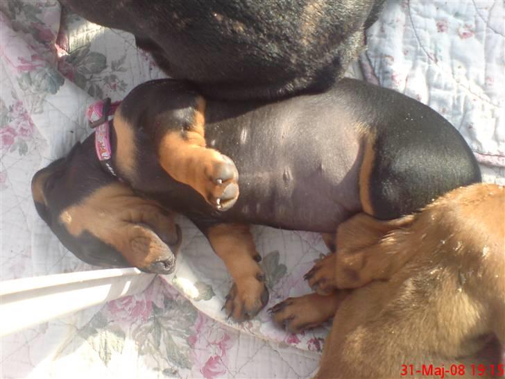 Gravhund Lulu - Ahh.. billede 7