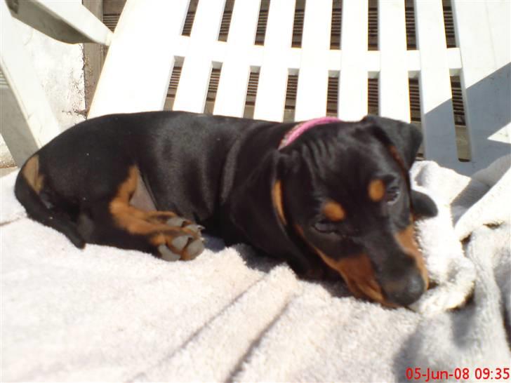 Gravhund Lulu - solbadning! Tog jeg din plads? billede 8