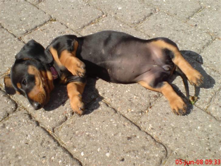 Gravhund Lulu billede 9