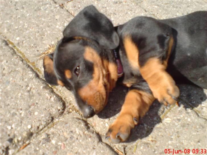 Gravhund Lulu billede 10