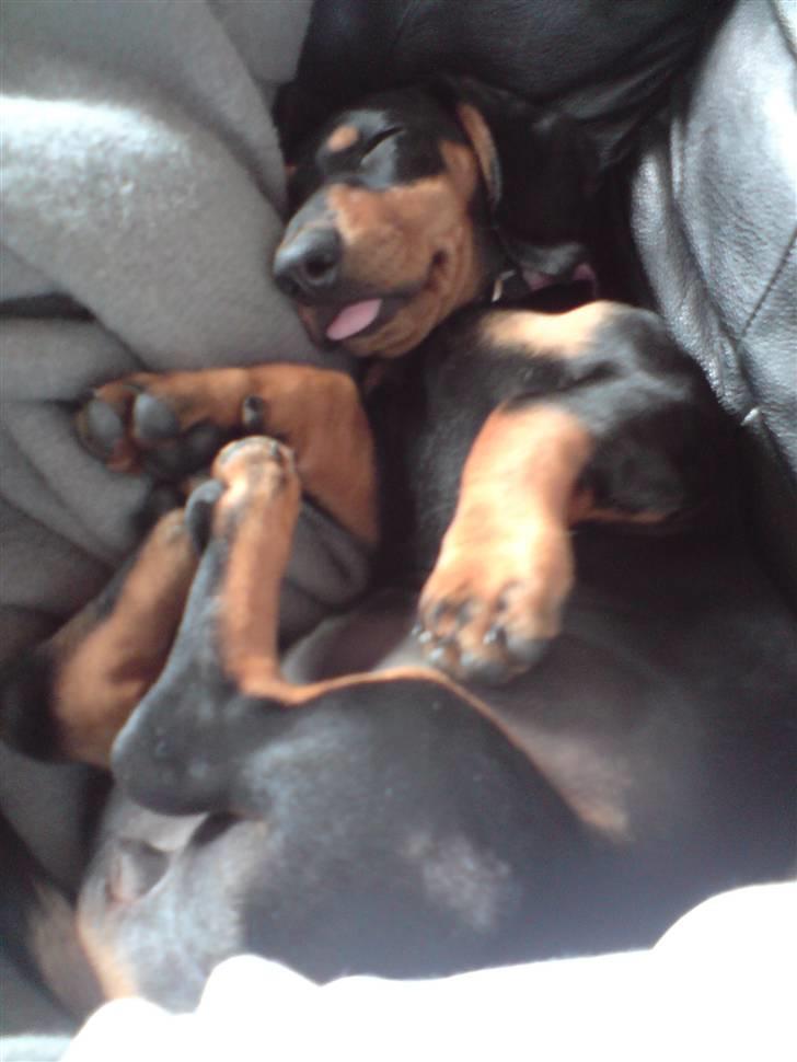 Gravhund Lulu billede 11