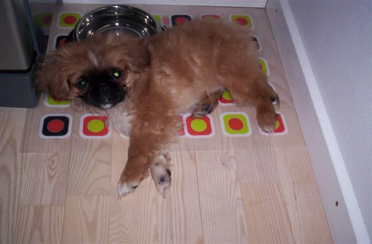 Pekingeser Balder - Balder 5 måneder gammel billede 1