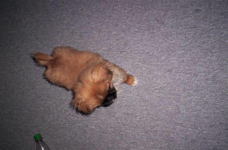 Pekingeser Balder - Balder tuller rundt billede 2