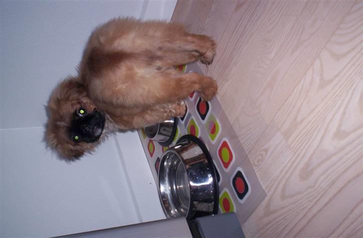 Pekingeser Balder - Sulten sultetn :) billede 3