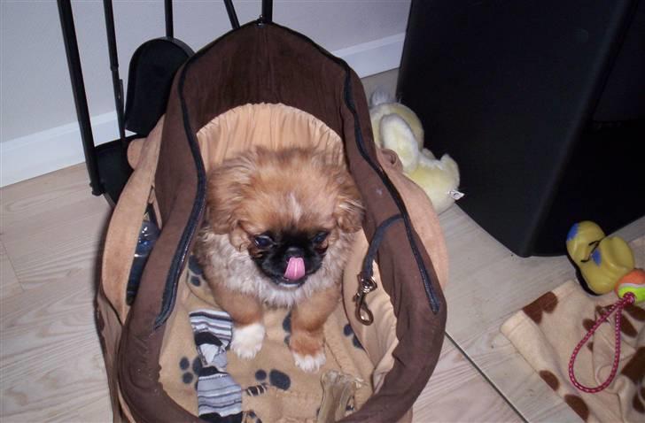 Pekingeser Balder - Træt og er gået i tasken  billede 4