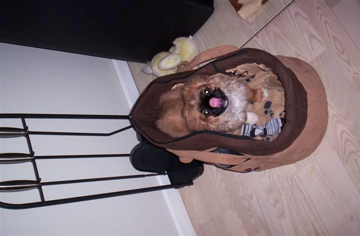 Pekingeser Balder - Balder i tasken billede 5