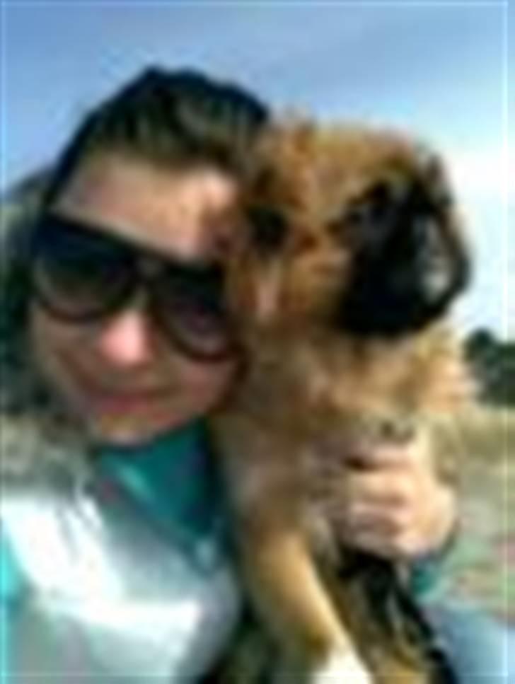 Pekingeser Balder - På stranden billede 6