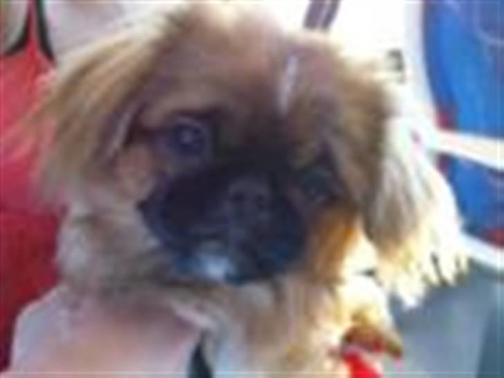 Pekingeser Balder - ude at kører i tog billede 7