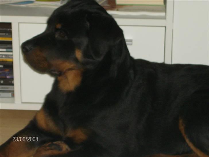 Rottweiler Vom Dornenhof Rocky billede 6