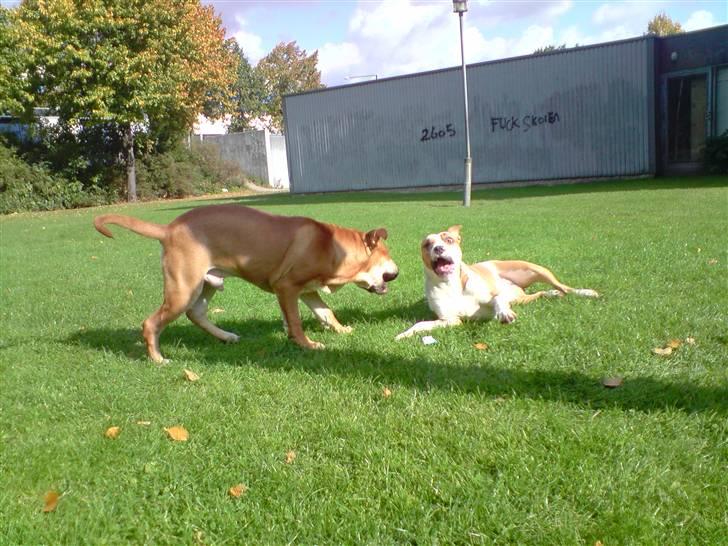Mallorca Mastiff / Ca de Bou Alejo/Hector - Lidt leg vi kan se så tosset ud. billede 11
