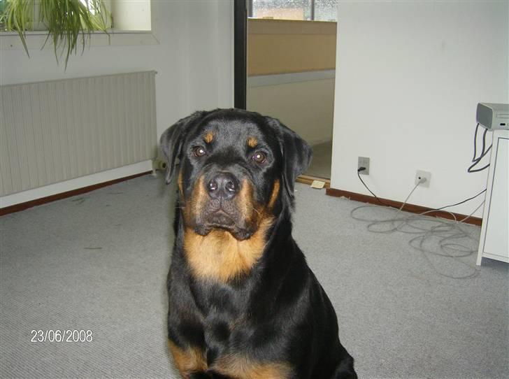 Rottweiler Vom Dornenhof Rocky billede 7