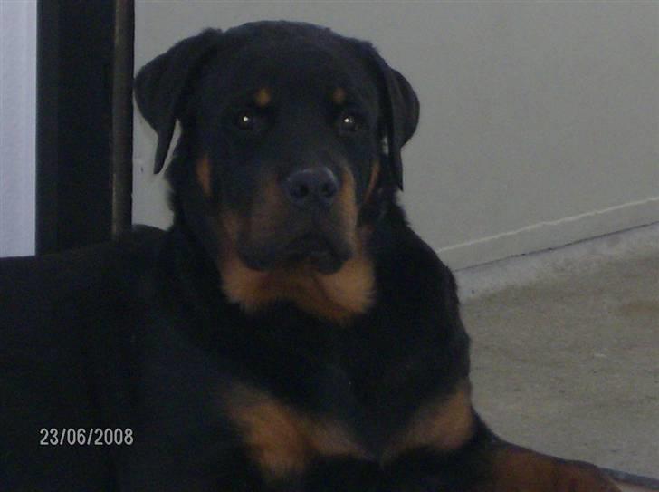 Rottweiler Vom Dornenhof Rocky billede 8