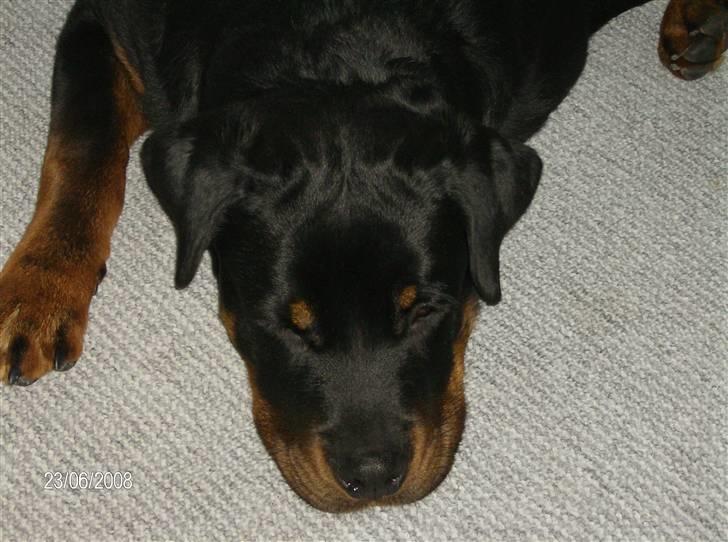 Rottweiler Vom Dornenhof Rocky billede 9