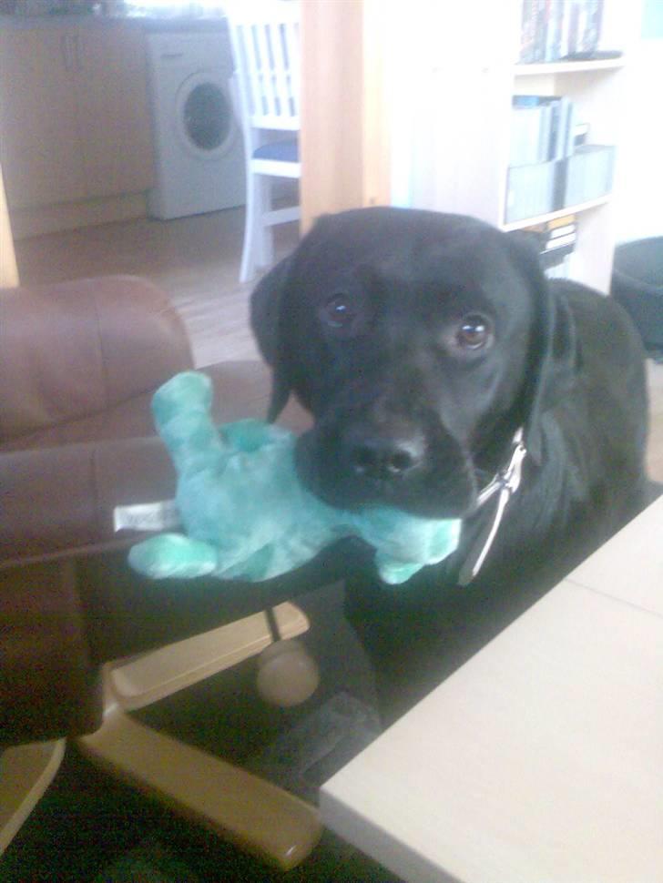 Labrador retriever Molly [himmelhund] - Molly's ynglings bamse da hun var mindre.. den overlevede desværre ikke et besøg hos forældrene og deres gravhunde.. billede 8