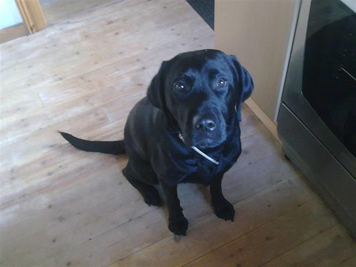 Labrador retriever Molly [himmelhund] - Synes du måske ikke jeg ser meget sød ud? billede 5