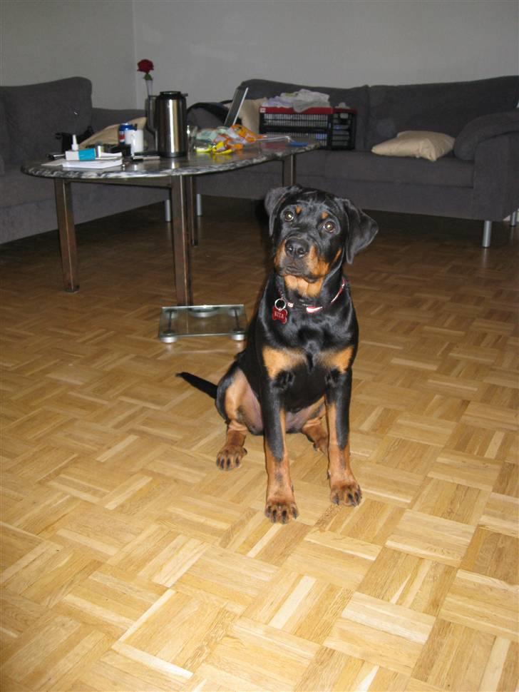 Rottweiler Kita - 5 måneder billede 17