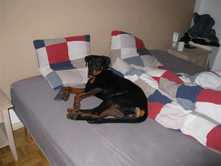 Rottweiler Kita billede 18