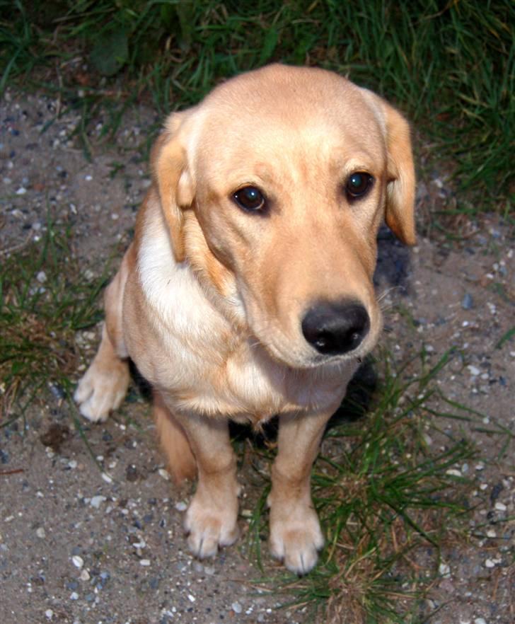 Labrador retriever Nordan's Smilla billede 9