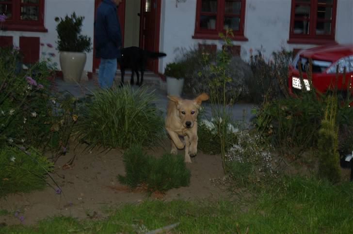 Labrador retriever Nordan's Smilla billede 10