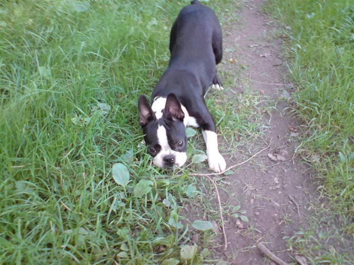 Boston terrier Tim - Tim på græsning billede 12