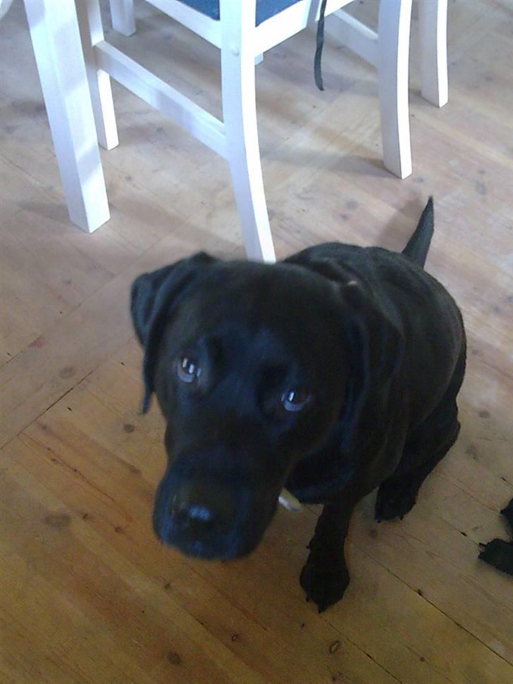 Labrador retriever Molly [himmelhund] - Miig lavet ballade?? Ikke nikke nej jeg har ej - se dog lige på mig!! Er total sød og uskyldig... billede 4