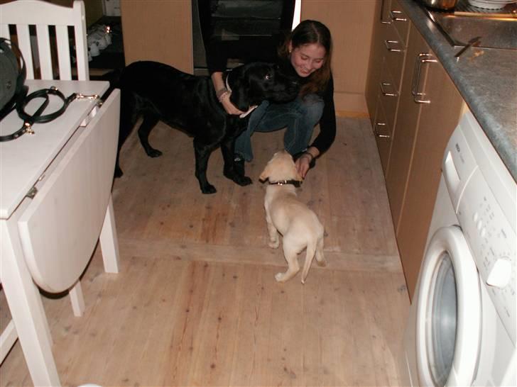 Labrador retriever Molly [himmelhund] - Molly elskede Lilly pigen fra første møde... R.I.P Lilly... billede 11