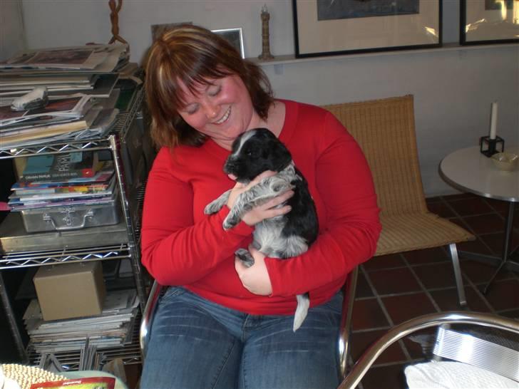 Schapendoes Elvis billede 13