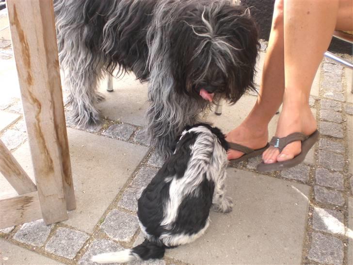 Schapendoes Elvis billede 14