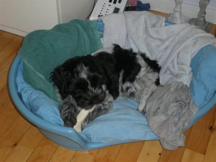 Schapendoes Elvis billede 15