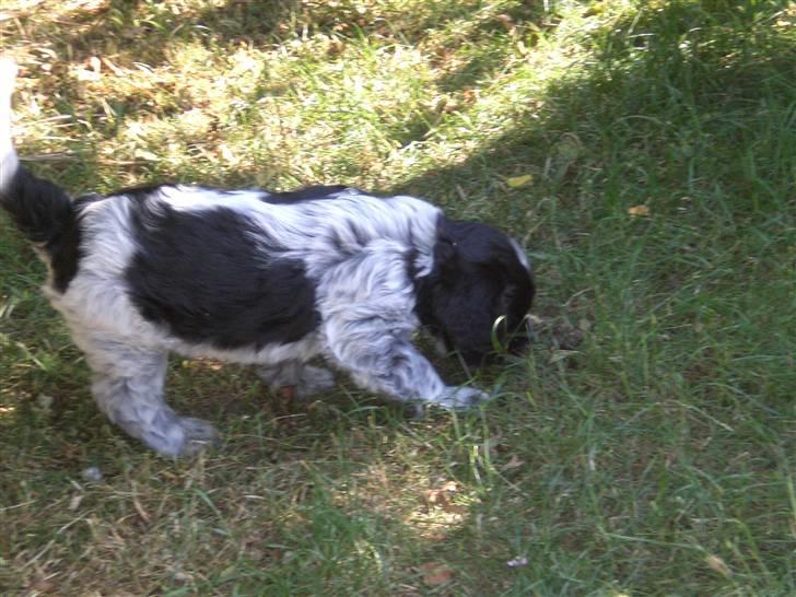 Schapendoes Elvis billede 16