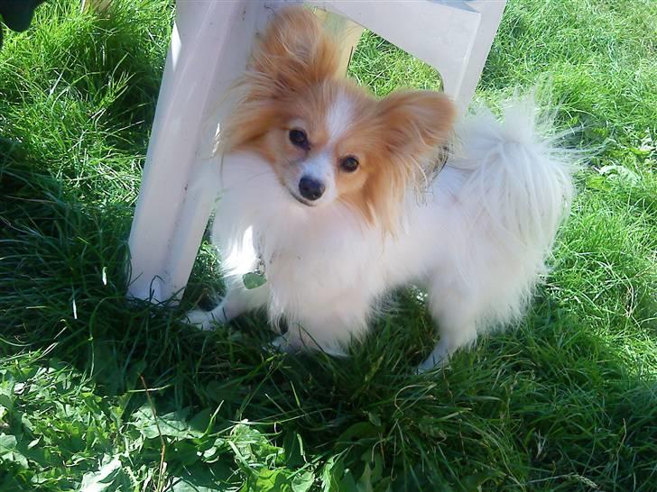 Papillon Gallinas so much magic (Forældres) - Så smuk en dame hun er blevet :D billede 3