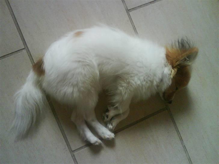 Papillon Gallinas so much magic (Forældres) - Hvordan er det dog du ligger og sover Mille :P billede 19