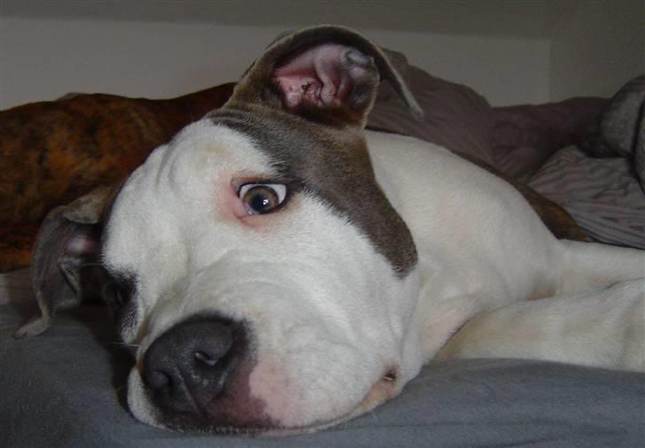 Amerikansk staffordshire terrier Bea billede 13