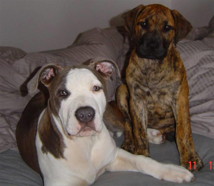 Amerikansk staffordshire terrier Bea - Hmm... Må i godt være der??! billede 14