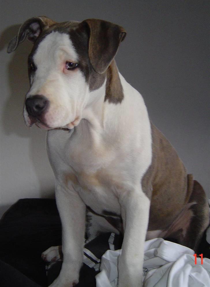 Amerikansk staffordshire terrier Bea - Bea bliver større og større... :) billede 15